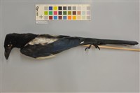 藏品(喜鵲)的圖片